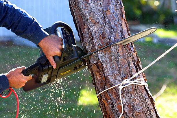 How Our Tree Care Process Works  in  Santa Ynez, CA